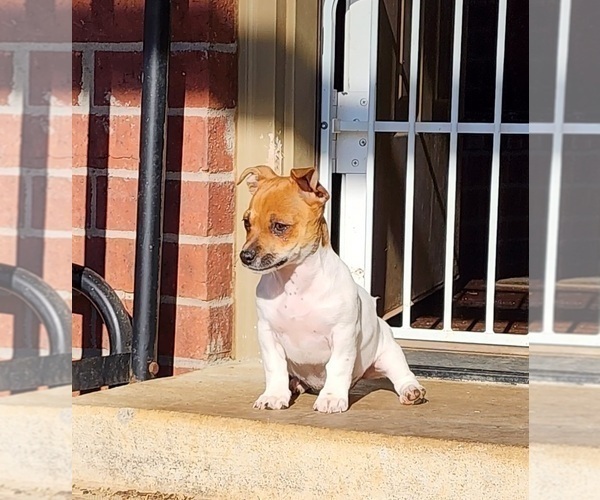 Medium Photo #29  Breeder Profile in CLAREMORE, OK, USA