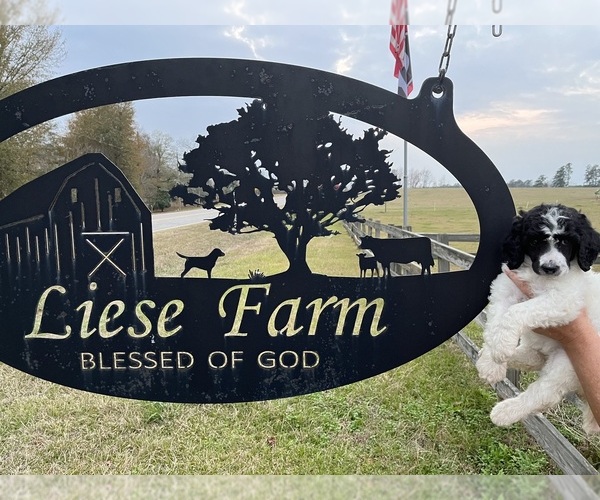 Medium Photo #2  Breeder Profile in IRWINTON, GA, USA