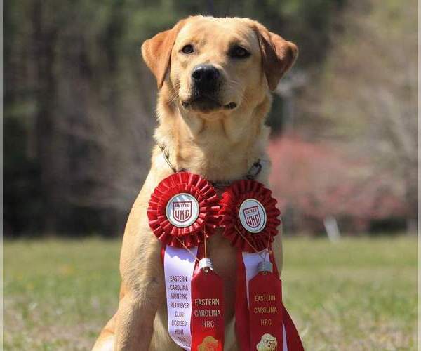 Medium Photo #2  Breeder Profile in DINWIDDIE, VA, USA