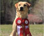 Small #1 Breeder Profile image