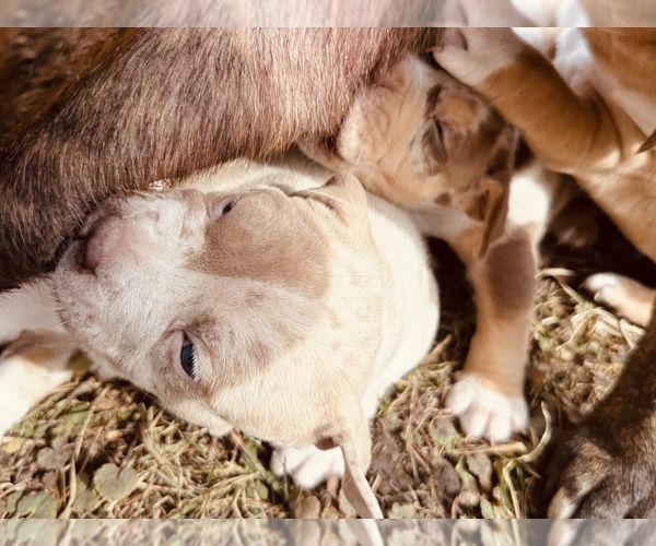 Medium Photo #3  Breeder Profile in GROVE CITY, MN, USA