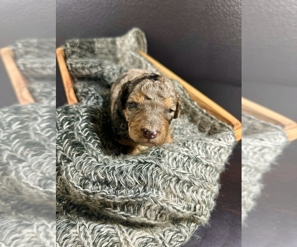 Medium Photo #5  Breeder Profile in HERNANDO, FL, USA