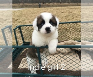 Saint Bernard Dog Breeder near CANTRIL, IA, USA