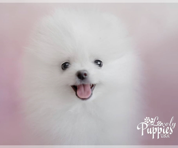 Medium Photo #1  Breeder Profile in MIAMI, FL, USA