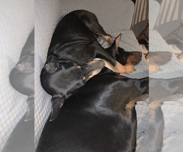 Medium Photo #14  Breeder Profile in MONROE CITY, MO, USA