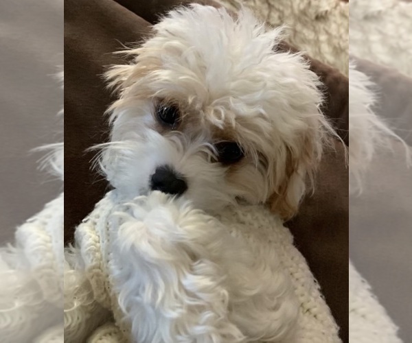 Medium Photo #1  Breeder Profile in SAN ANTONIO, TX, USA