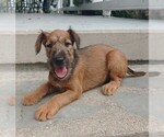 Small breeder photo