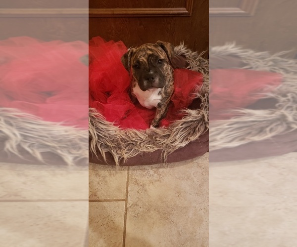 Medium Photo #1  Breeder Profile in CHOCTAW, OK, USA