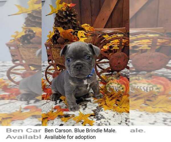 Medium Photo #1  Breeder Profile in YANTIS, TX, USA