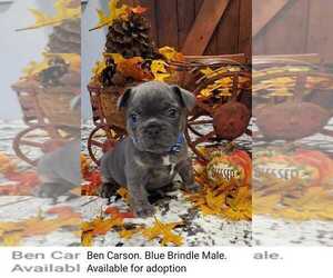 French Bulldog Dog Breeder in YANTIS,  USA