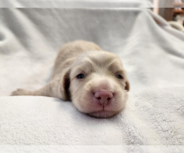 Medium Photo #2  Breeder Profile in PARKER, CO, USA