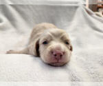 Small #1 Breeder Profile image