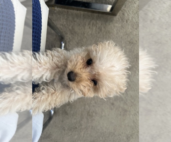 Medium Photo #41  Breeder Profile in VICTORVILLE, CA, USA