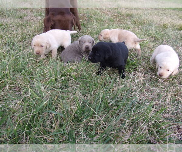 Medium Photo #1  Breeder Profile in CONNELLYS SPRINGS, NC, USA