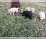 Small Photo #1  Breeder Profile in CONNELLYS SPRINGS, NC, USA
