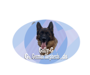 German Shepherd Dog Dog Breeder in KING,  USA