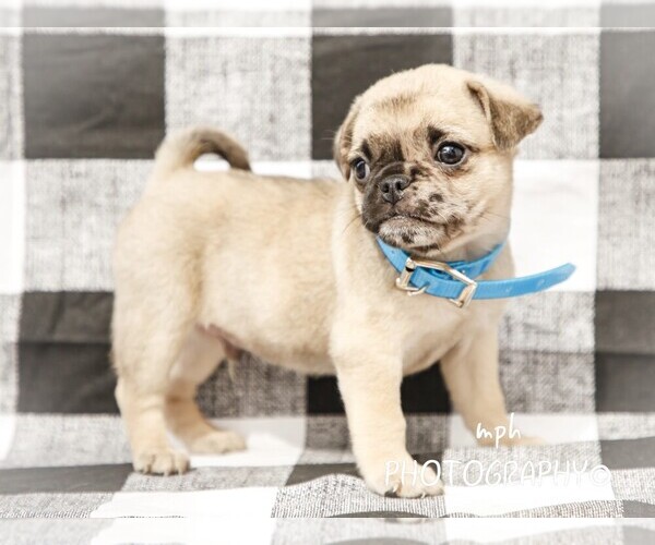 Medium Photo #1  Breeder Profile in LIBERTY, KY, USA