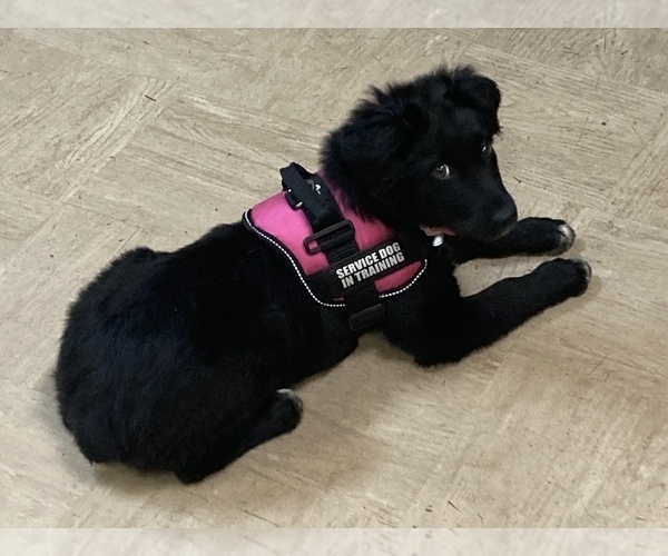 Medium Photo #75  Breeder Profile in SUNNYVALE, CA, USA