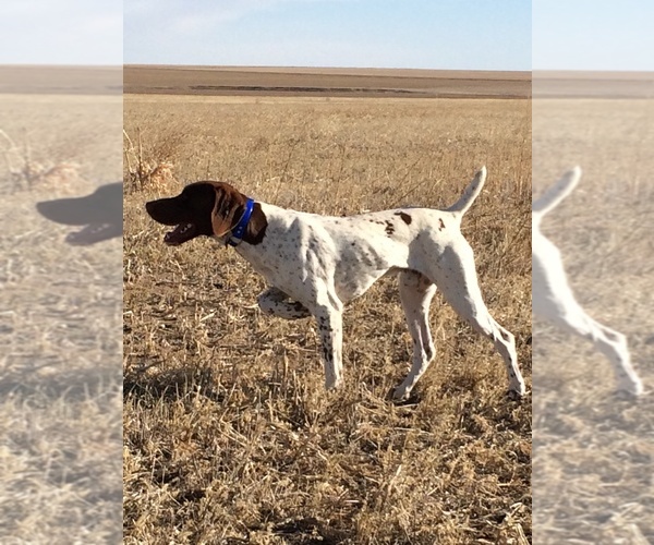 Medium Photo #1  Breeder Profile in CHEYENNE WELLS, CO, USA