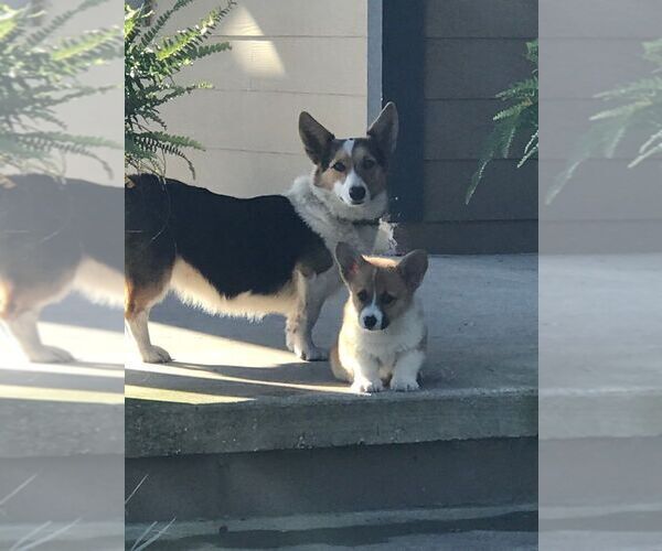 Medium Photo #1  Breeder Profile in BROOKER, FL, USA