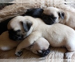 Small #7 Breeder Profile image