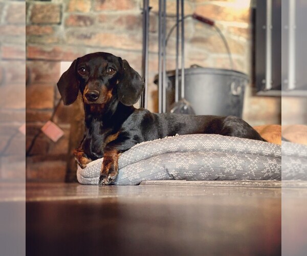 Medium Photo #1  Breeder Profile in CONCORDIA, MO, USA