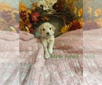 Small #6 Breeder Profile image