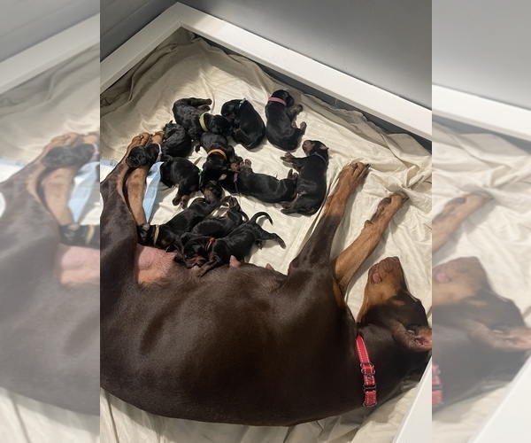 Medium Photo #1  Breeder Profile in MAPLE VALLEY, WA, USA