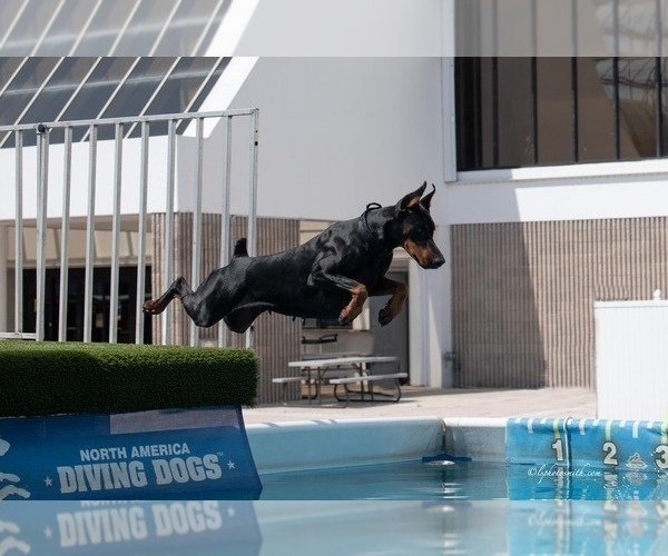 Medium Photo #6  Breeder Profile in FORT LAUDERDALE, FL, USA