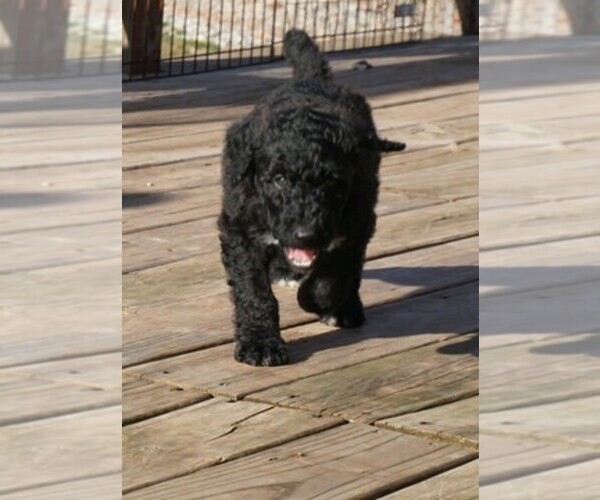 Medium Photo #1  Breeder Profile in FORT WORTH, TX, USA