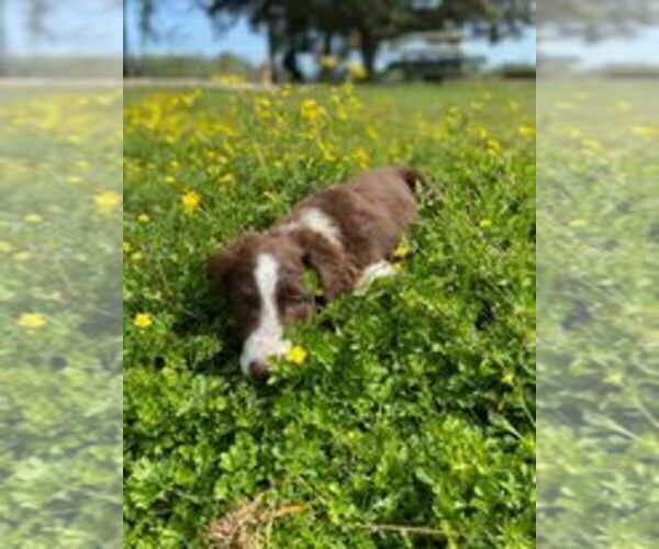 Medium Photo #2  Breeder Profile in ELIZABETH CITY, NC, USA