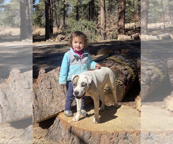 Medium Photo #7  Breeder Profile in GALLUP, NM, USA