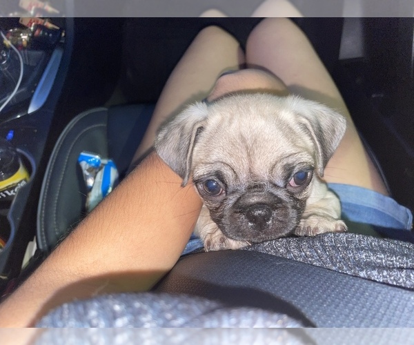 Medium Photo #1  Breeder Profile in MODESTO, CA, USA