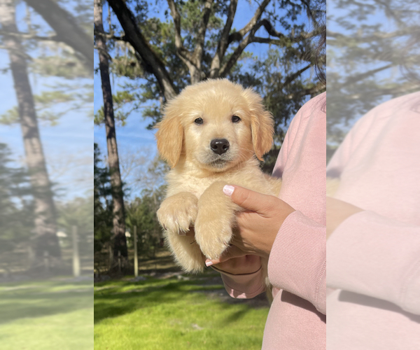 Medium Photo #1  Breeder Profile in OCALA, FL, USA