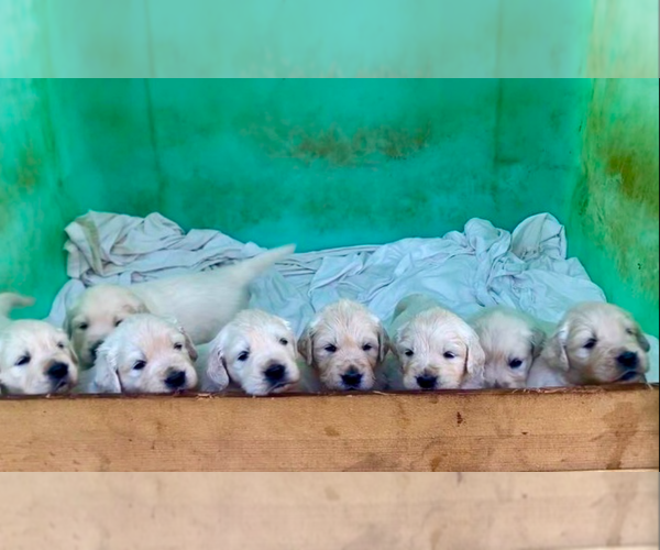 Medium Photo #5  Breeder Profile in JUNCTION CITY, OR, USA
