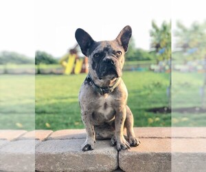 Main photo of French Bulldog Dog Breeder near BLACK WALNUT, MO, USA