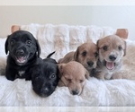 Small breeder photo