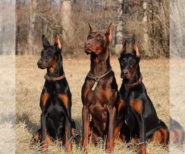 Medium Photo #1  Breeder Profile in PERKIOMENVILLE, PA, USA