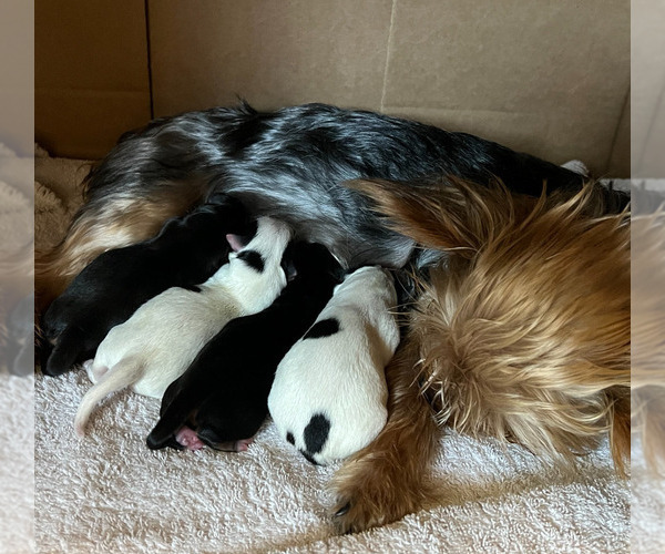 Medium Photo #1  Breeder Profile in WAYNESVILLE, OH, USA