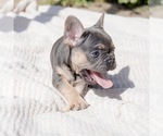 Small #10 Breeder Profile image