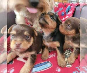 Yorkshire Terrier Dog Breeder near TUCSON, AZ, USA