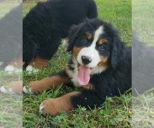 Bernese Mountain Dog Dog Breeder in NORWOOD,  USA