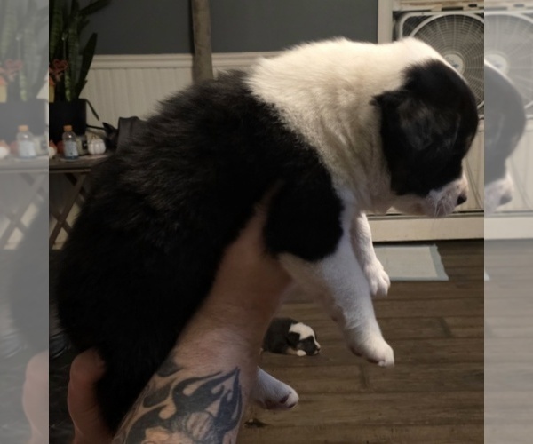 Medium Photo #9  Breeder Profile in STERLING, IL, USA