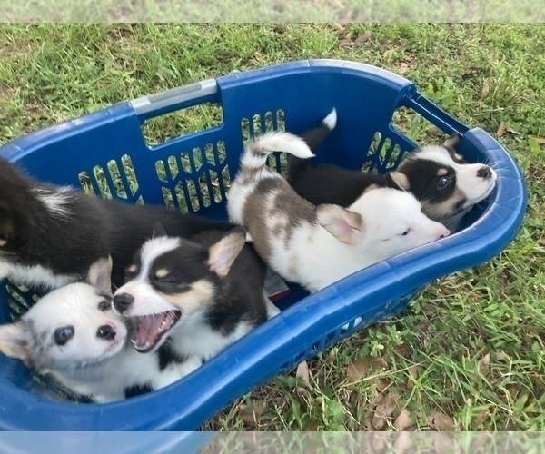 Medium Photo #19  Breeder Profile in BRANDON, FL, USA