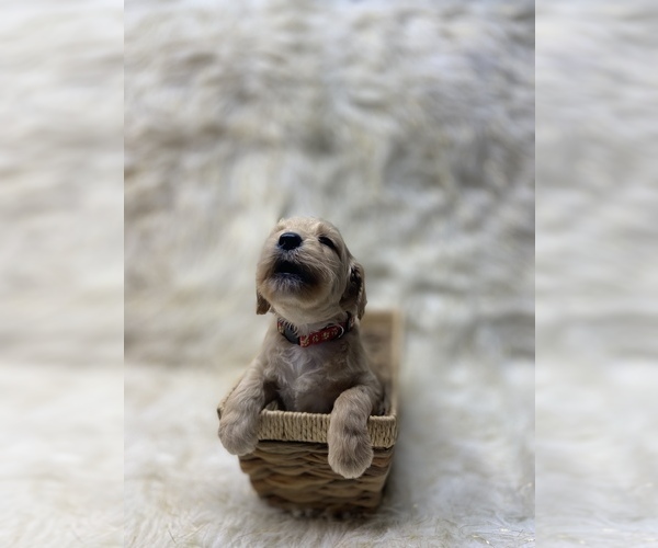 Medium Photo #1  Breeder Profile in FREDERICKTOWN, MO, USA
