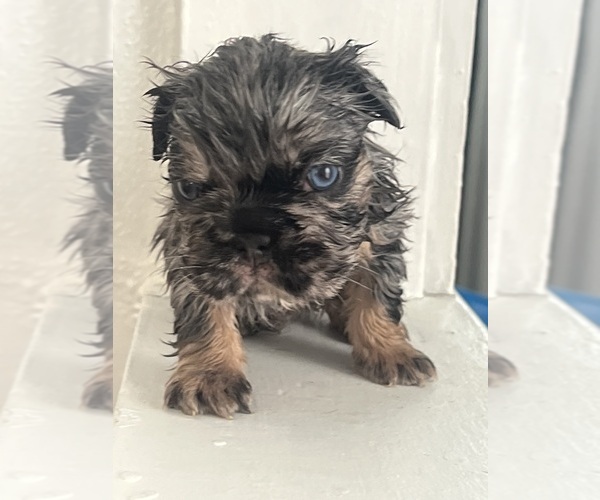 Medium Photo #2  Breeder Profile in AKRON, OH, USA