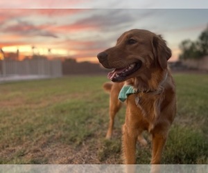 Main photo of Golden Retriever Dog Breeder near MESA, AZ, USA