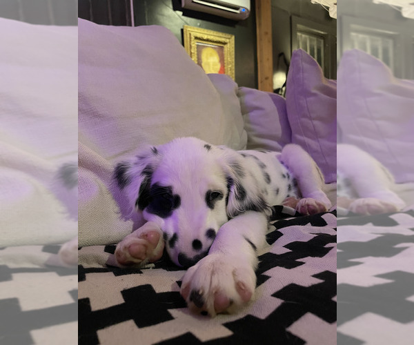 Medium Photo #6  Breeder Profile in CHARLOTTE, NC, USA