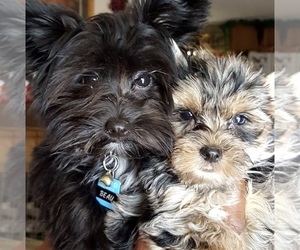 Yorkshire Terrier Dog Breeder near LEANDER, TX, USA