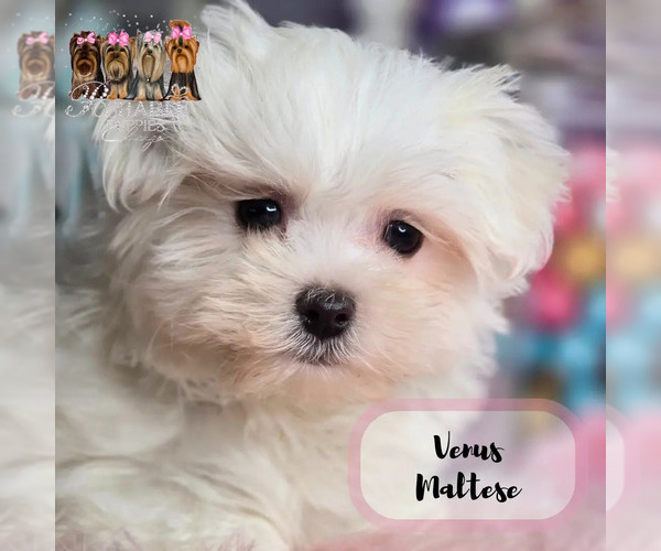 Medium Photo #17  Breeder Profile in ELMHURST, IL, USA